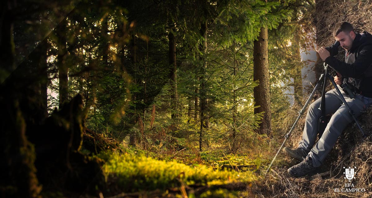 técnico superior en gestión forestal y del medio natural online